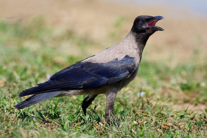 corvus-cornix2